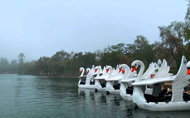 Swan boats in burnham lake